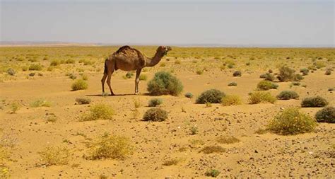 sahara desert plant pictures best naked ladies