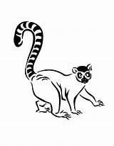 Lemur Printable Madagascar Gaddynippercrayons sketch template