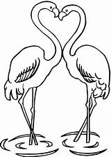 Colorare Fenicotteri Coppia Flamingo sketch template