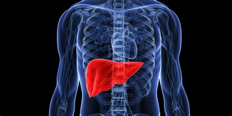 Fatty Liver Huffpost