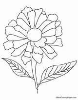 Zinnia Flower Coloring Pages Yellow Colouring Getdrawings Drawing Getcolorings Color sketch template