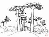 Tree Baobab Coloring Trees Drawing Pages Baobabs Sequoia Avenue Redwood Outline Supercoloring Giant Forest Printable African sketch template