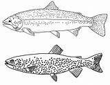 Coloring Trouts Sheets Types Awesome Pretty Pages Trout Kids Beautiful sketch template