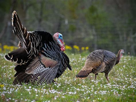 turkey desktop wallpapers wallpaper cave