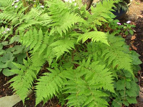 ferns plants pictures wallpapers