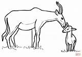 Antelope Oryx sketch template