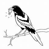 Magpie sketch template