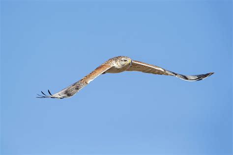 Ferruginous Hawk Buteo Regalis Photograph By James Zipp