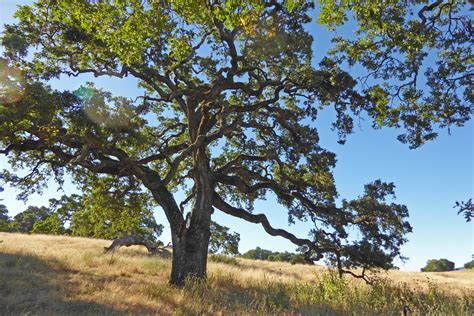 valley oak nature  novato