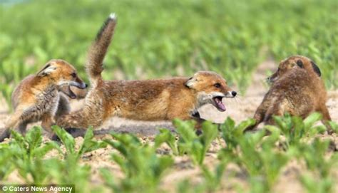 Fox Cubs Squabble Over A Stash Of Hidden Food Daily Mail