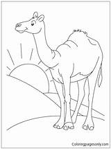 Desert Camel Coloring Pages Sahara Color Animal Drawing Habitat Clipart Printable Kids Clip Cartoon Colouring Animals Standing Bestcoloringpages Arabian Library sketch template