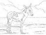 Donkey Democratic sketch template