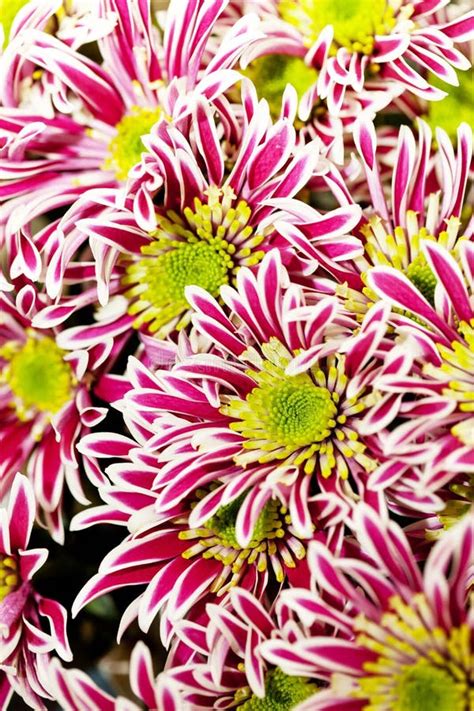 de bloemen van de chrysant stock foto image  tuin