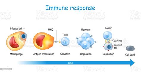Immune Response And Antigen Presentation Stock Illustration Download
