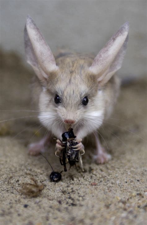 este roedor tiene las orejas mas largas en relacion  su cuerpo