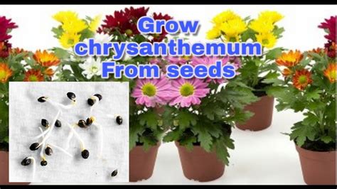grow chrysanthemum  seeds youtube