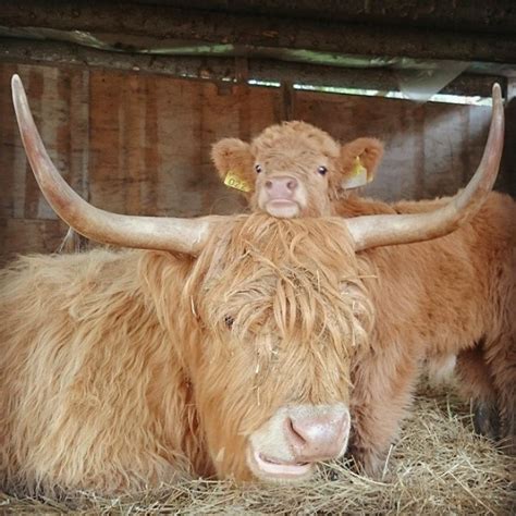 if you ever feel sad these 10 highland cattle calves will make you smile bored panda
