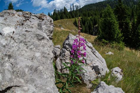 jutarnji list nacionalni park sjeverni velebit prava skrinja  blagom