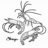 Shrimp Coloring Line Ornate Pages Shrimps Getdrawings Getcolorings Ocean Graphic Collection Depositphotos Stock Drawing Colorings sketch template