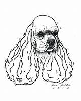 Spaniel Cocker Coloring Pages Springer Drawing English Sketch Getcolorings Printable Template Getdrawings Color Show Head Colorings sketch template