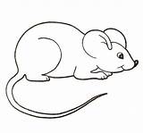Tikus Mewarnai Myszka Kolorowanka Hausmaus Maus Domowa Urocza Mysz Ausdrucken Supercoloring Kolorowanki Raton Niedliche Mice Malvorlagen Mäuse Rato Tk Gratis sketch template