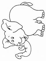 Olifant Kleurplaat Kleurplaten Dieren Olifanten Nl Tekenen Van Tekeningen Colouring Sheets Elephants Afkomstig Elmer Voor Kleuterschool Gif sketch template