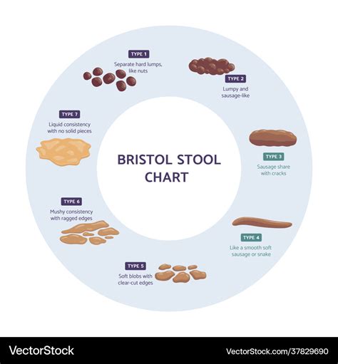 bristol stool chart infographic flat royalty  vector