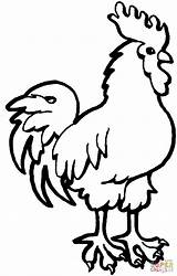 Coloring Rooster Pages Printable Drawing Hen Kids Easy Outline Animal Simple Rodeo Drawings Cliparts Warning Signs Sheep Clipartmag Chicken Year sketch template