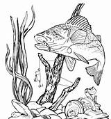 Bass Fishing Fish Drawing Underwater Drawings Clip Clipart Largemouth Pencil Line Coloring Wood Burning Pages Patterns Scene Sketch Draw Cliparts sketch template