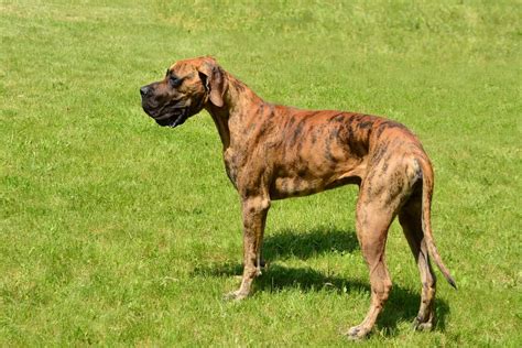 officially recognized great dane colors  pictures