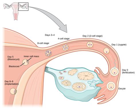 human pregnancy and birth openstax biology 2e