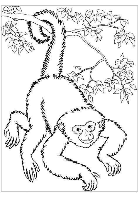 monkey coloring pages monkeys kids coloring pages