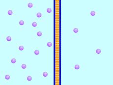 plant life cells  diffusion