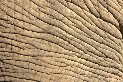 elephant skin  bonseye  deviantart