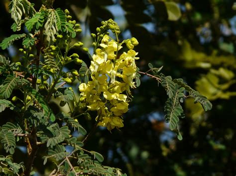 caesalpinia flora y fauna del cerro jonhson · inaturalist