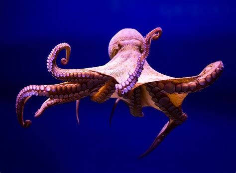 transforming octopi colour studies