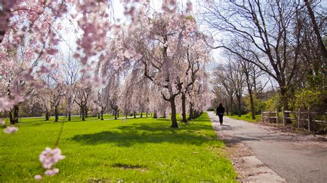 top places  view cherry blossoms  peak bloom  philadelphia   visit philadelphia