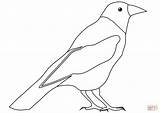 Coloring Crow Pages Printable Drawing sketch template