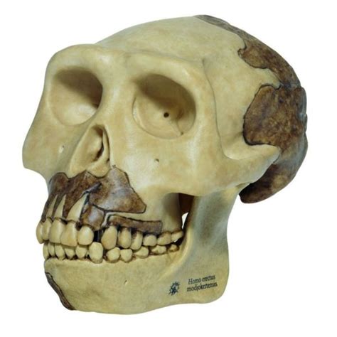 s 2 reconstruction of the skull of homo erectus biomedical models