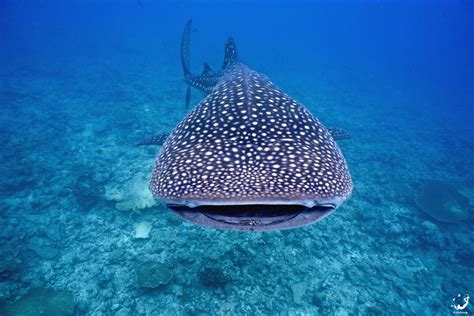whale sharks gather    specific locations   world