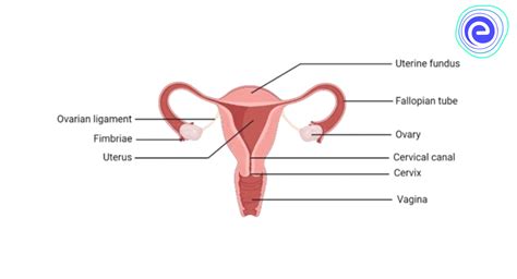 female reproductive system definition structure organs