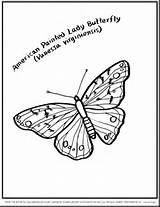 Cocoon Coloring Butterfly Pages Template Getdrawings sketch template