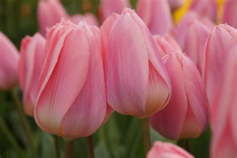 Tulip Light And Dreamy Dutch Garden World Spring