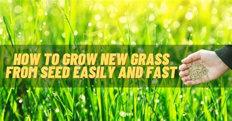 grow  grass  seed easily  fast   steps