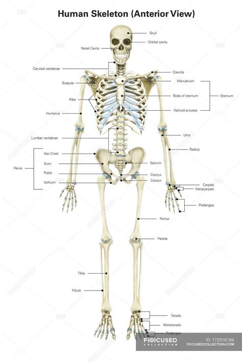 human skeletal system  labels vertical view stock photo