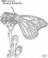 Monarch Monarca Mariposa Ausmalbilder Schmetterling Schmetterlinge Printable Designlooter Ausschneiden Malvorlagen sketch template