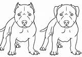 Pitbull Coloring Drawing Pages Drawings Bull Pit Dog Nose Red American Realistic Draw Puppy Cartoon Line Printable Terrier Pitbulls Kids sketch template