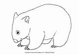 Wombat Colouring Pages Australian Coloring Animal Animals Wombats Australia Coloriage Activityvillage Outline Colour Days Activity Patterns Craft Aboriginal Crafts Drawing sketch template