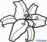 Easter Coloring Lily sketch template