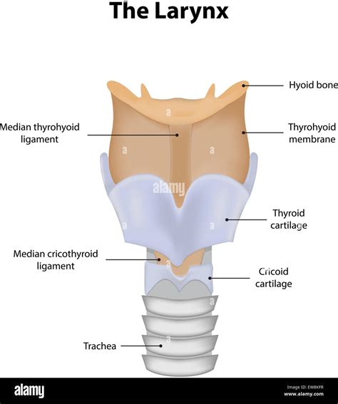 larynx labeled diagram stock photo  alamy